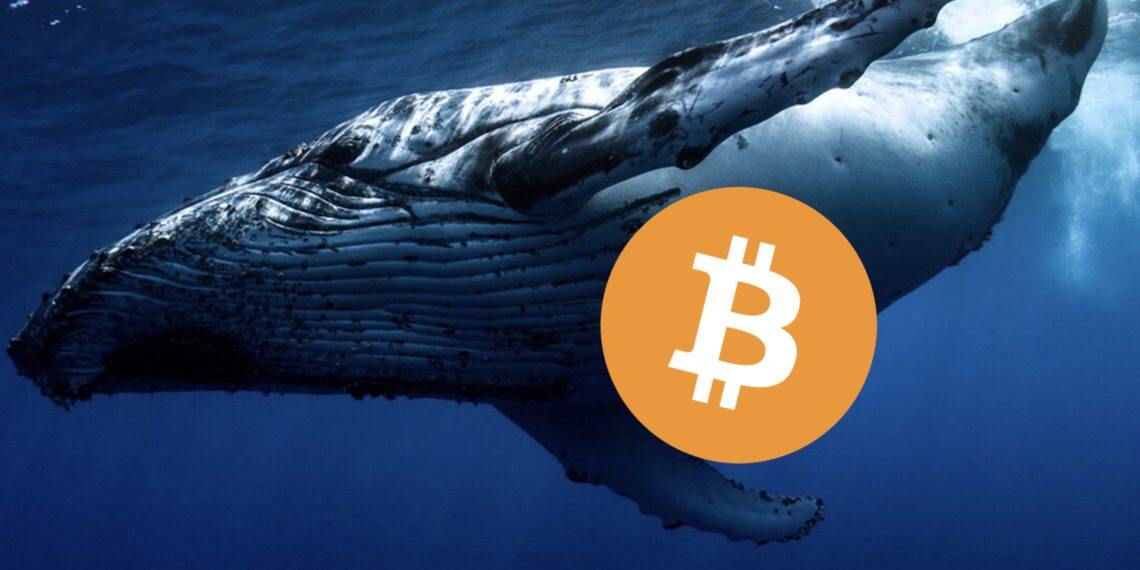 砸盘？沉睡九年巨鲸1周内转出1.5万枚比特币 部分流向币安、Kraken-第1张图片-币安app下载