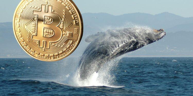沉睡9年1万枚比特币流向币安、Kraken 巨鲸获利或超1.94亿美元-第1张图片-币安app下载